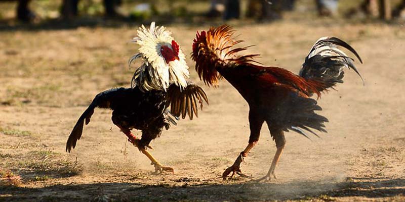 Kinh nghiệm đặt cược đá gà hay tại RR88