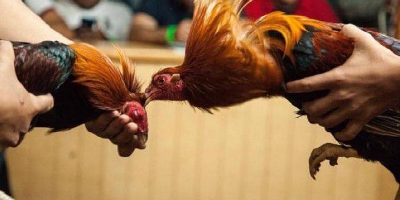 Một số sảnh game đá gà tại RR88